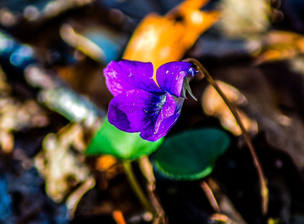 Blue Violet, Hayes Trail, Charles C. Deam Wilderness, Hoosier National Forest