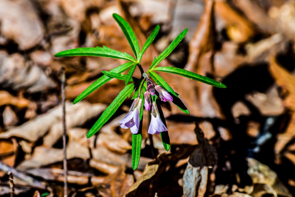 Cut-leaved Toothcup, Hayes Trail, Charles C. Deam Wilderness, Hoosier National Forest