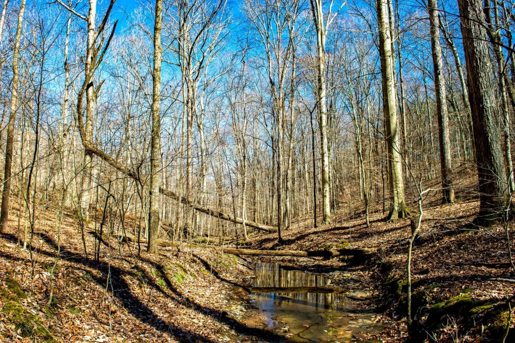 Hayes Trail, Charles C. Deam Wilderness, Hoosier National Forest