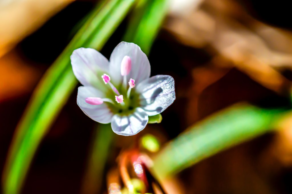 Cut-leaved Toothcup, Hayes Trail, Charles C. Deam Wilderness, Hoosier National Forest