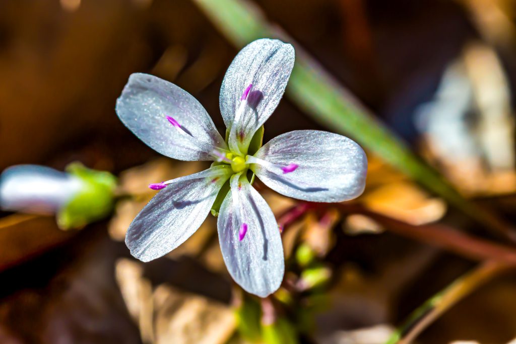 Cut-leaved Toothcup, Hayes Trail, Charles C. Deam Wilderness, Hoosier National Forest