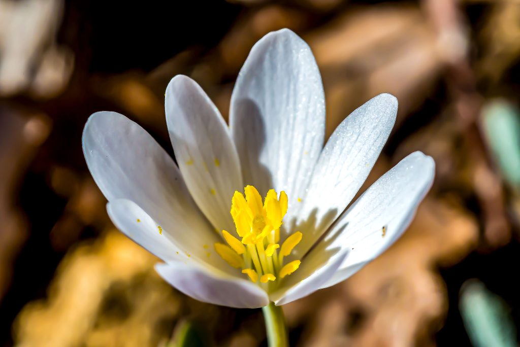 Bloodroot, Hayes Trail, Charles C. Deam Wilderness, Hoosier National Forest