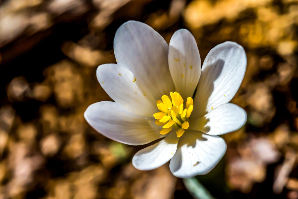 Bloodroot, Hayes Trail, Charles C. Deam Wilderness, Hoosier National Forest