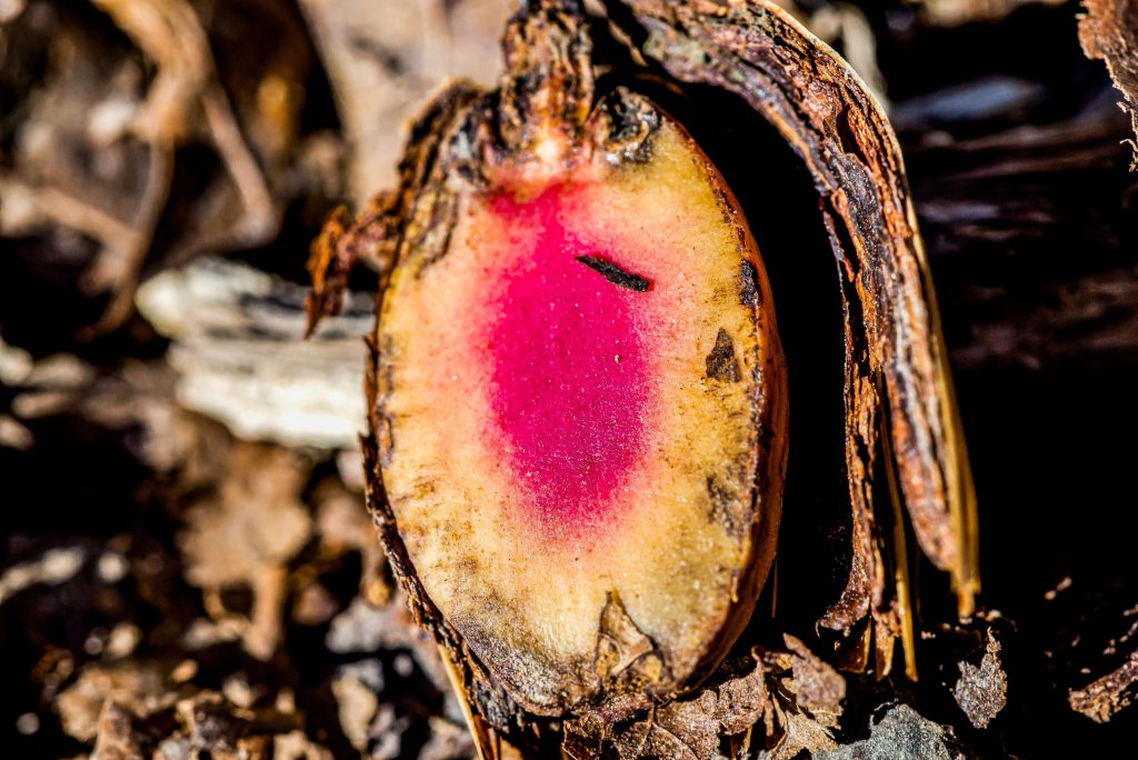 Hayes Trail, Charles C. Deam Wilderness, Hoosier National Forest