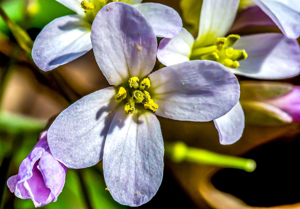 Nuttal's Toothwort, Hayes Trail, Charles C. Deam Wilderness, Hoosier National Forest