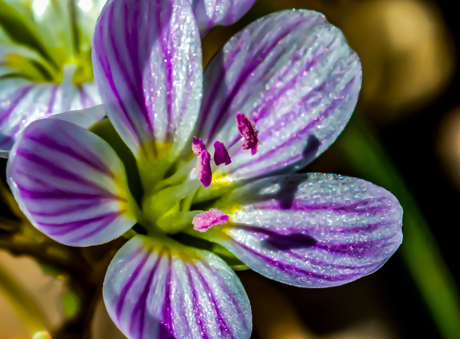 Spring Beauty, Hayes Trail, Charles C. Deam Wilderness, Hoosier National Forest