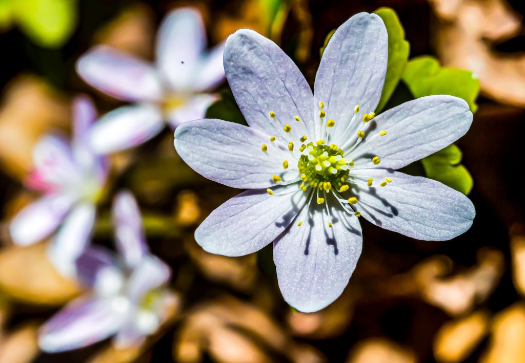 Rue Anemone, Hayes Trail, Charles C. Deam Wilderness, Hoosier National Forest
