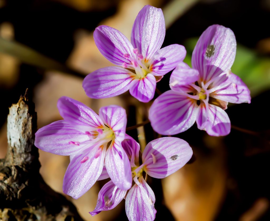 Spring Beauty, Hayes Trail, Charles C. Deam Wilderness, Hoosier National Forest