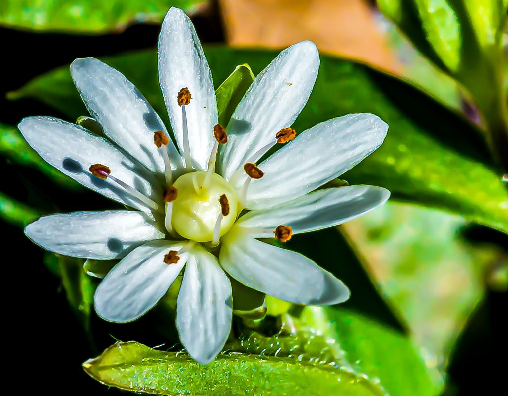 Star Chickweed, Hayes Trail, Charles C. Deam Wilderness, Hoosier National Forest