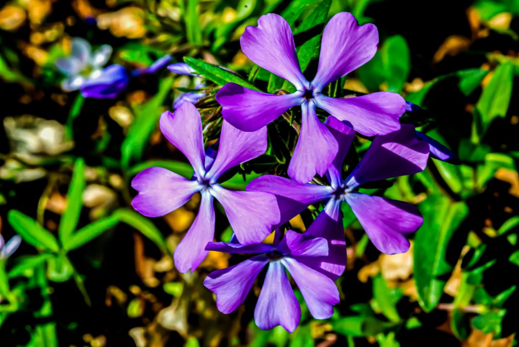 Cleft Phlox, Hayes Trail, Charles C. Deam Wilderness, Hoosier National Forest