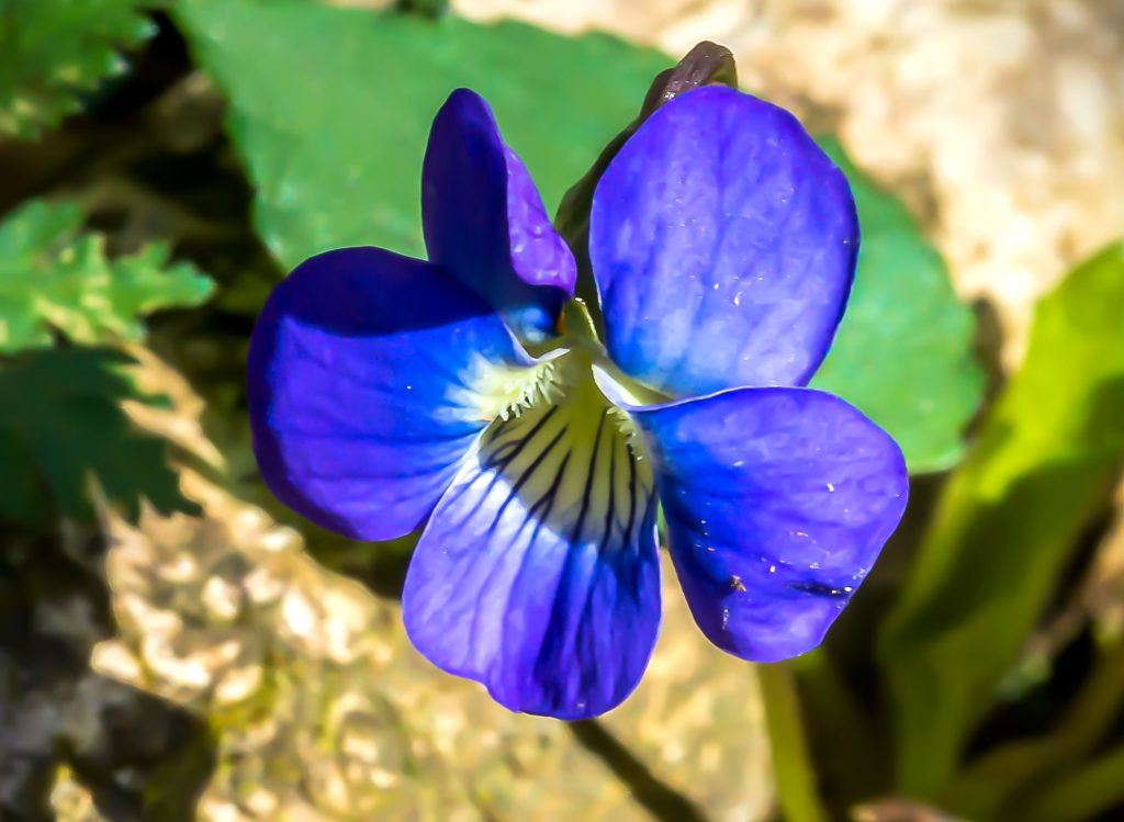 Blue Violet, Hayes Trail, Charles C. Deam Wilderness, Hoosier National Forest