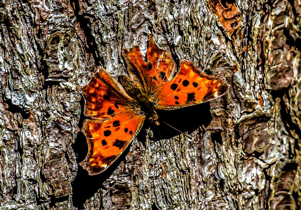 Comma Butterfly, Hayes Trail, Charles C. Deam Wilderness, Hoosier National Forest