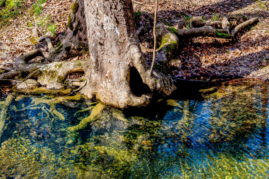Hayes Trail, Charles C. Deam Wilderness, Hoosier National Forest