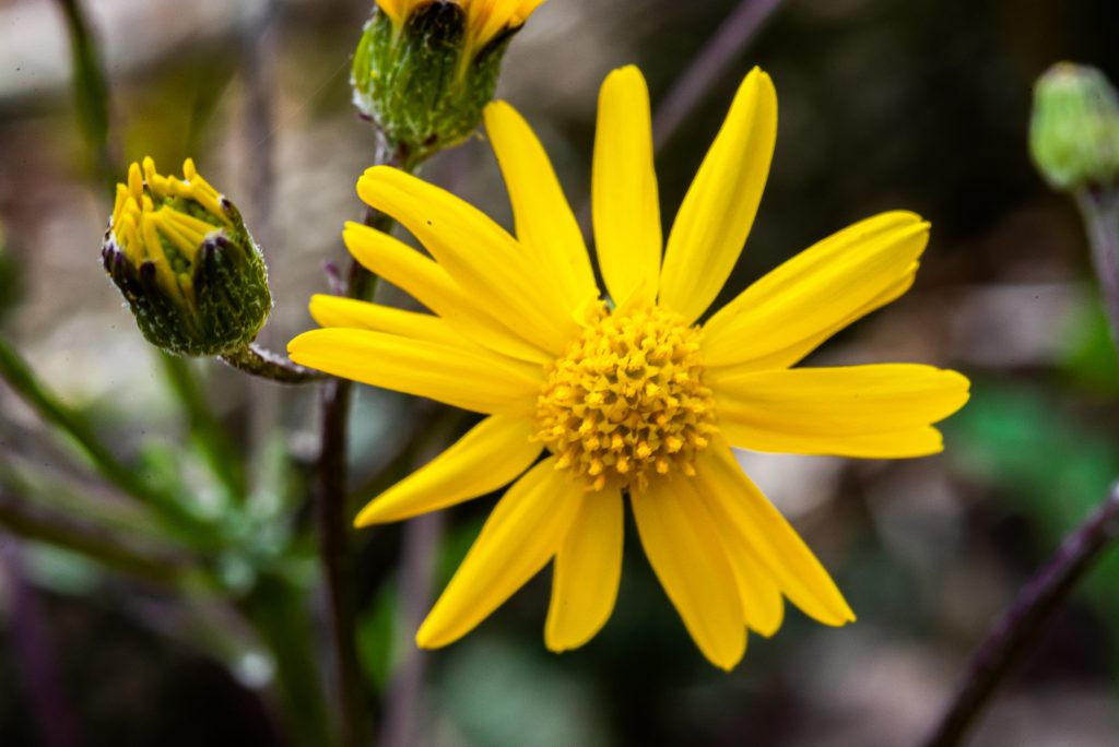 Waldrip Ridge, Hoosier National Forest
