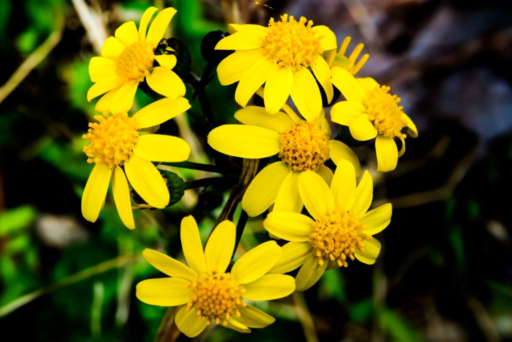 Waldrip Ridge, Hoosier National Forest