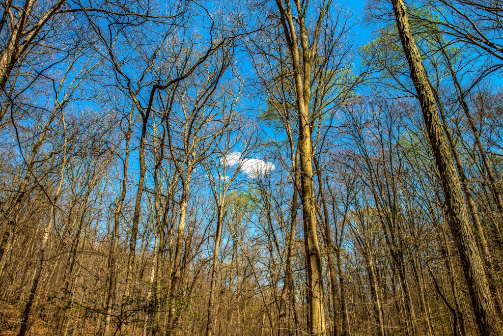 Hayes Trail, Charles C. Deam Wilderness, Hoosier National Forest