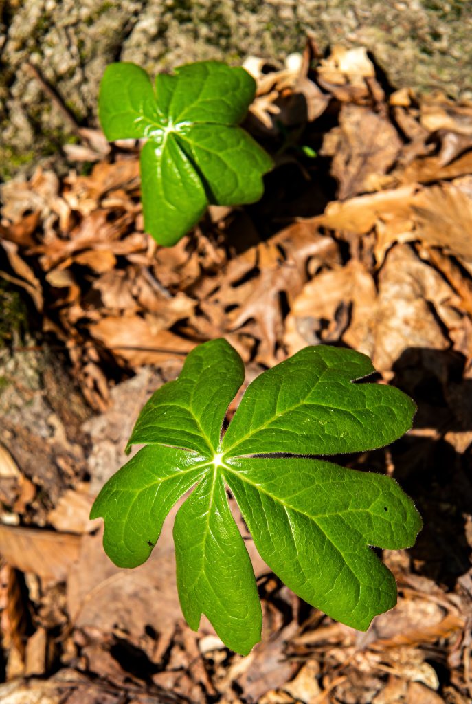 Mayapple, Hayes Trail, Charles C. Deam Wilderness, Hoosier National Forest