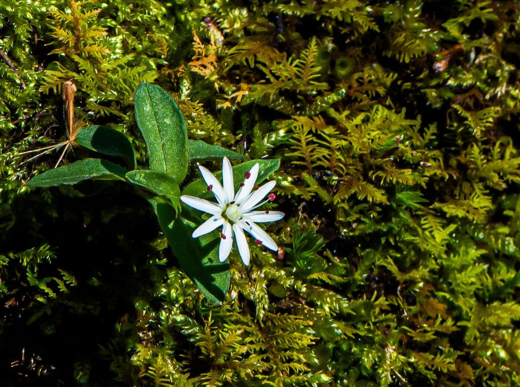 Star Chickweed, Hayes Trail, Charles C. Deam Wilderness, Hoosier National Forest