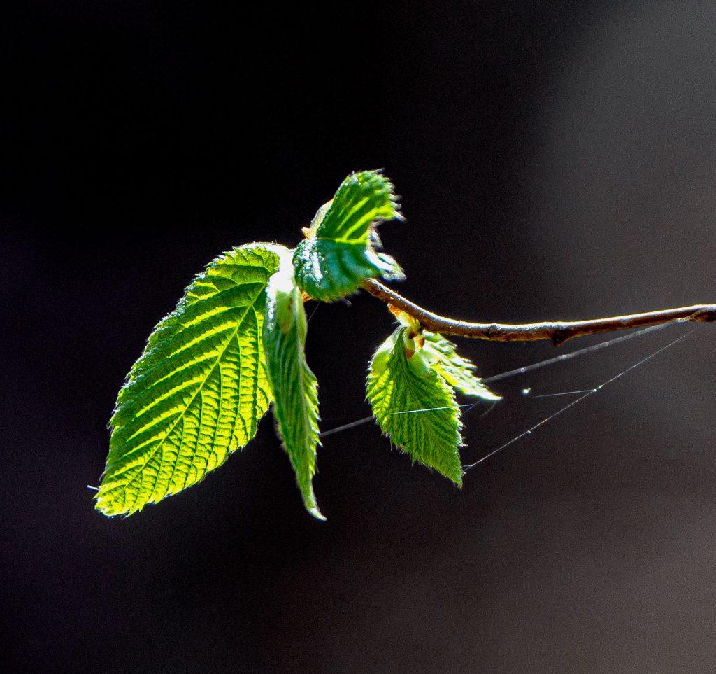 Hayes Trail, Charles C. Deam Wilderness, Hoosier National Forest