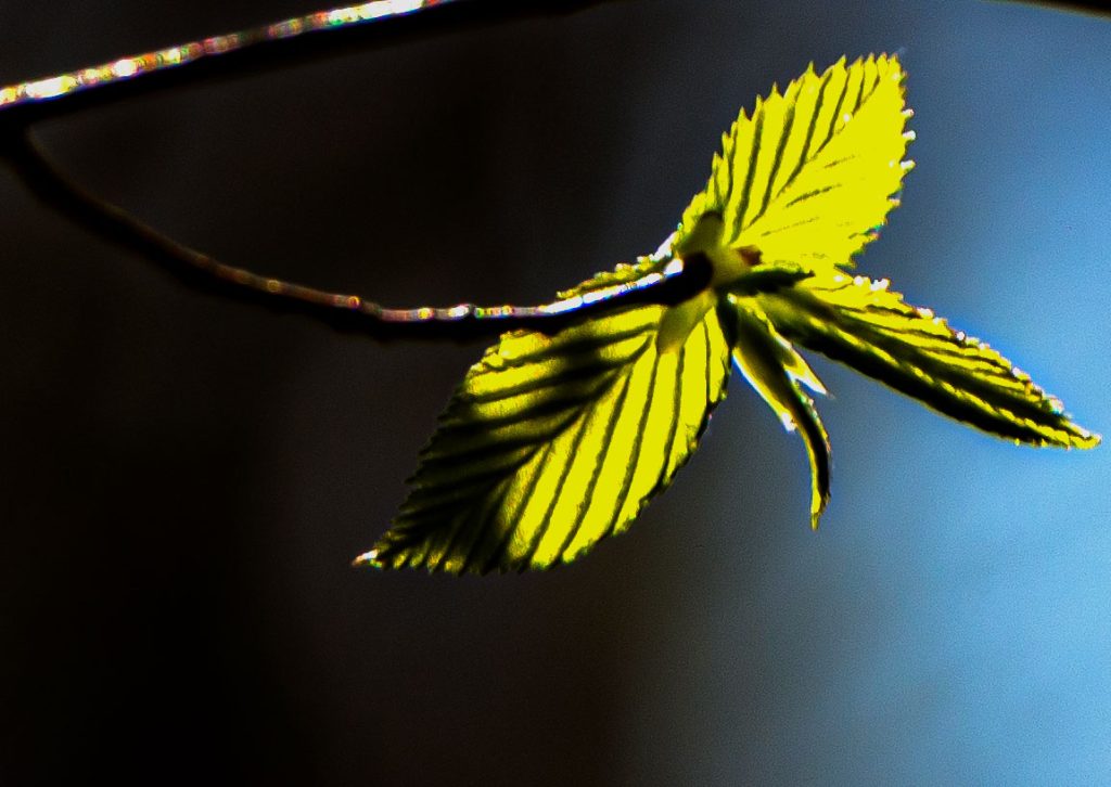 Hayes Trail, Charles C. Deam Wilderness, Hoosier National Forest