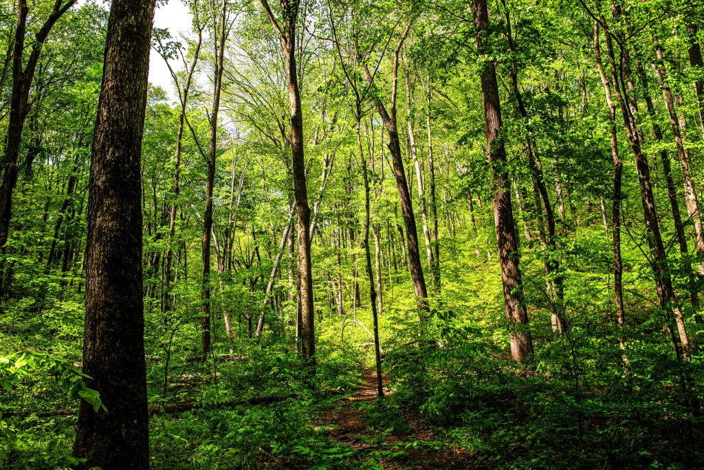 Saddle Creek Valley, Charles C. Deam Wilderness, Hoosier National Forest