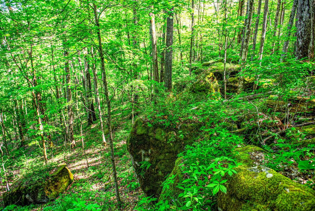 Frog Pond Ridge, Charles C, Deam Wilderness, Hoosier National Forest