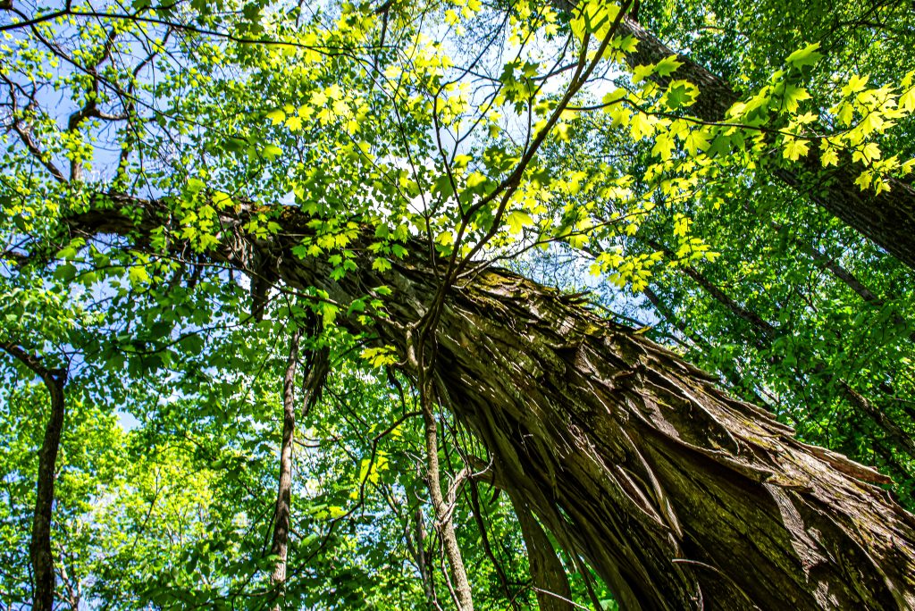 Old-growth Shagbark Hickory, Frog Pond Ridge, Charles C, Deam Wilderness, Hoosier National Forest