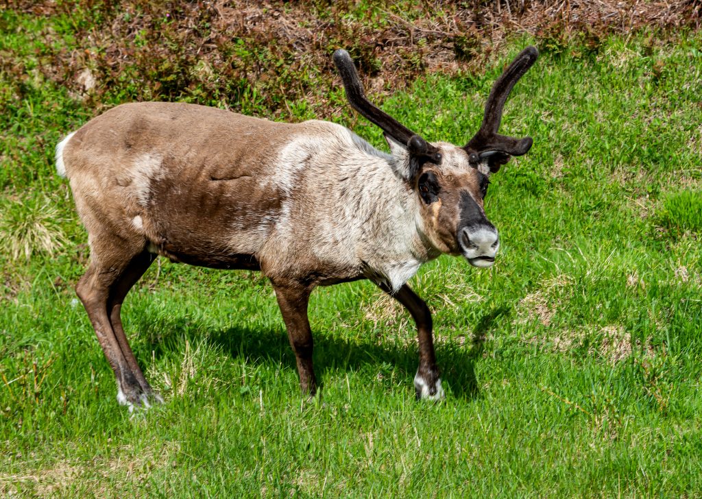 Reindeer, Pallas-Yllästunturi National Park, Finland