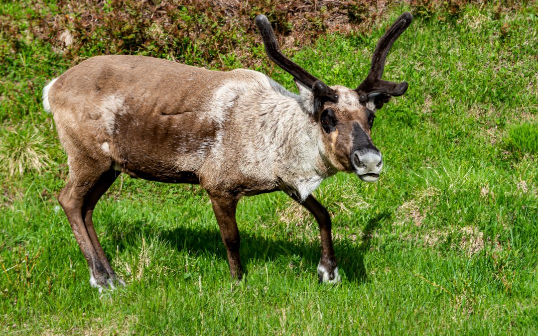 Reindeer, Pallas-Yllästunturi National Park, Finland