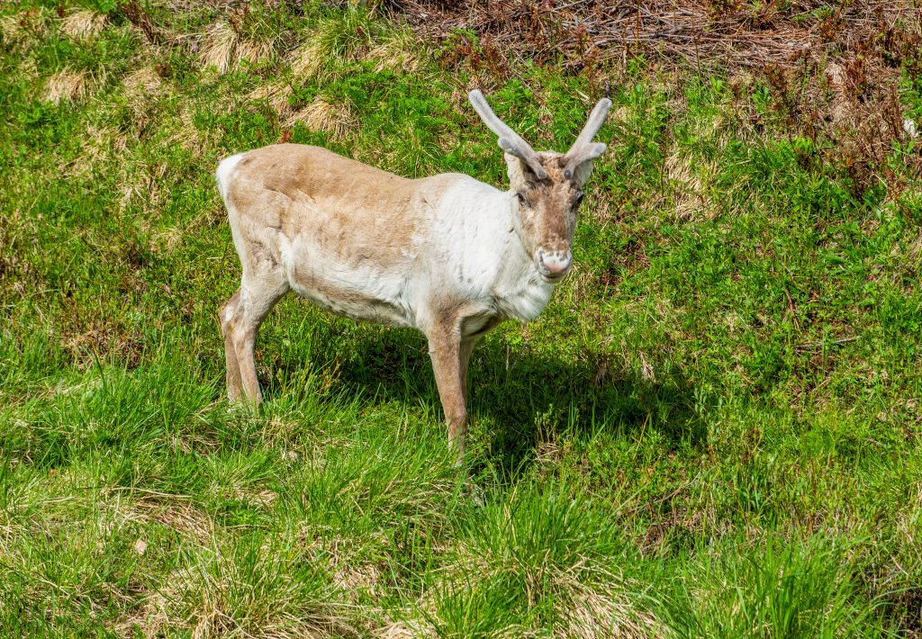Reindeer, Pallas-Yllästunturi National Park, Finland