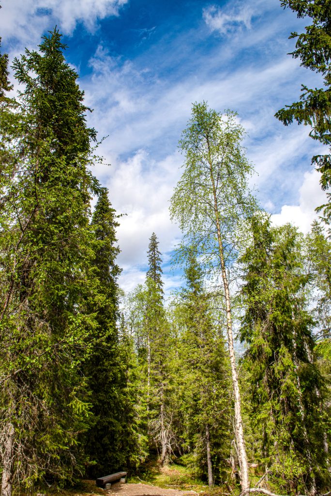 Pallas-Yllästunturi National Park, Finland