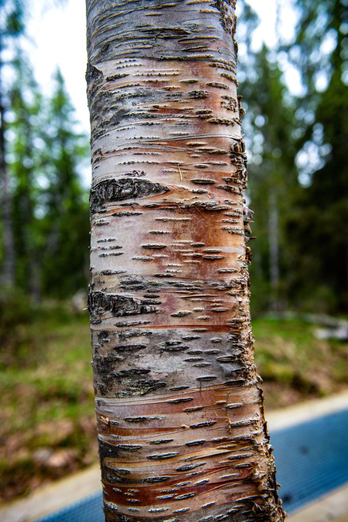 Pallas-Yllästunturi National Park, Finland