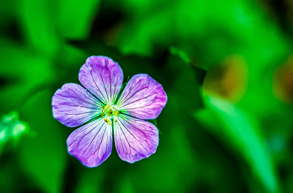 Wild Geranium - Charles C. Deam Wilderness, Hoosier National Forest