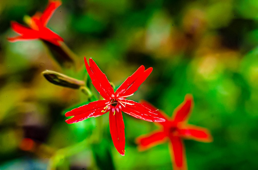 Fire Pink, Charles C. Deam Wilderness, Hoosier National Forest