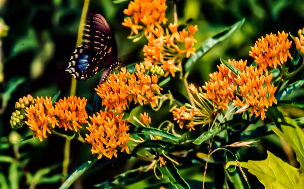 Butterfly Weed, with Butterfly, Charles C. Deam Wilderness, Hoosier National Forest