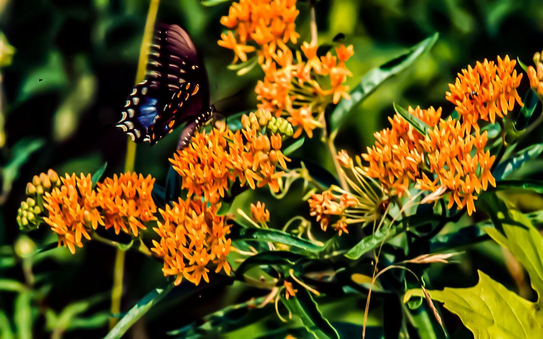 Butterfly Weed, with Butterfly, Charles C. Deam Wilderness, Hoosier National Forest