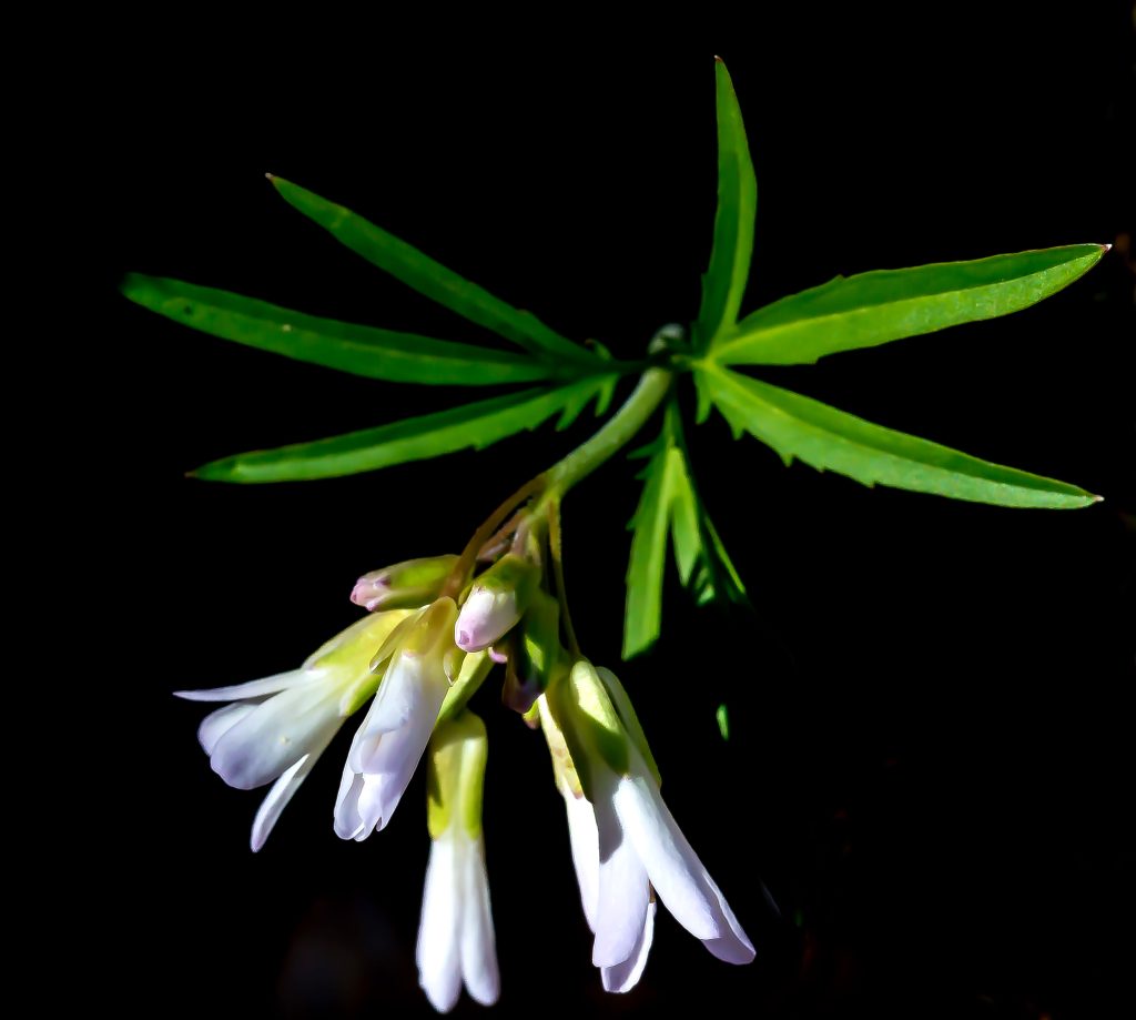 Cutleaf Toothwort, Charles C .Deam Wilderness, Hoosier National Forest