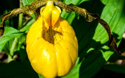 Yellow Ladyslipper, Charles C. Deam Wilderness, Hoosier National Forest