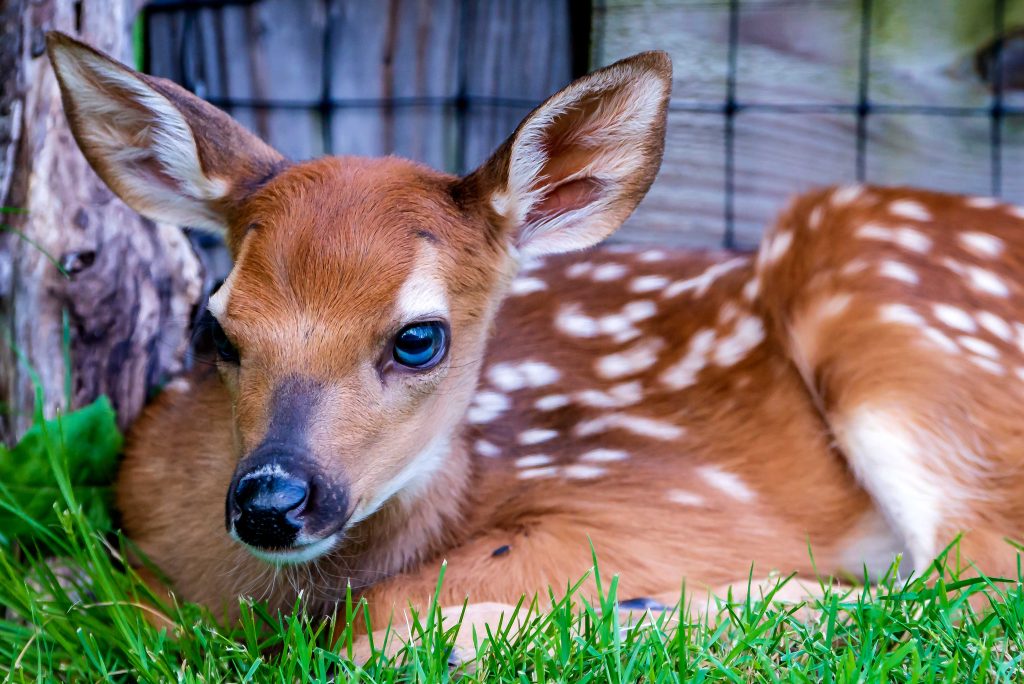 Backyard Deer, Bryan Park, Bloomington, Ind.
