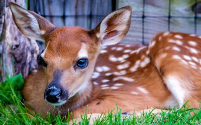 PHOTO ARCHIVE: Backyard Deer – Bryan Park, Bloomington, Ind. – 2015-2026
