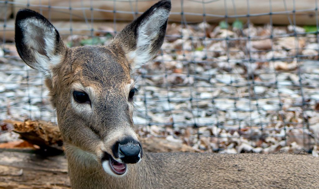 Backyard Deer, Bryan Park, Bloomington, Ind.