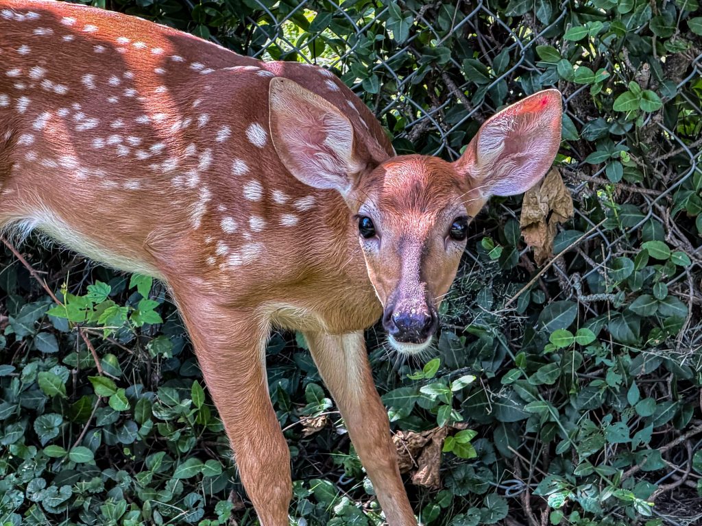 Backyard Deer, Bryan Park, Bloomington, Ind.