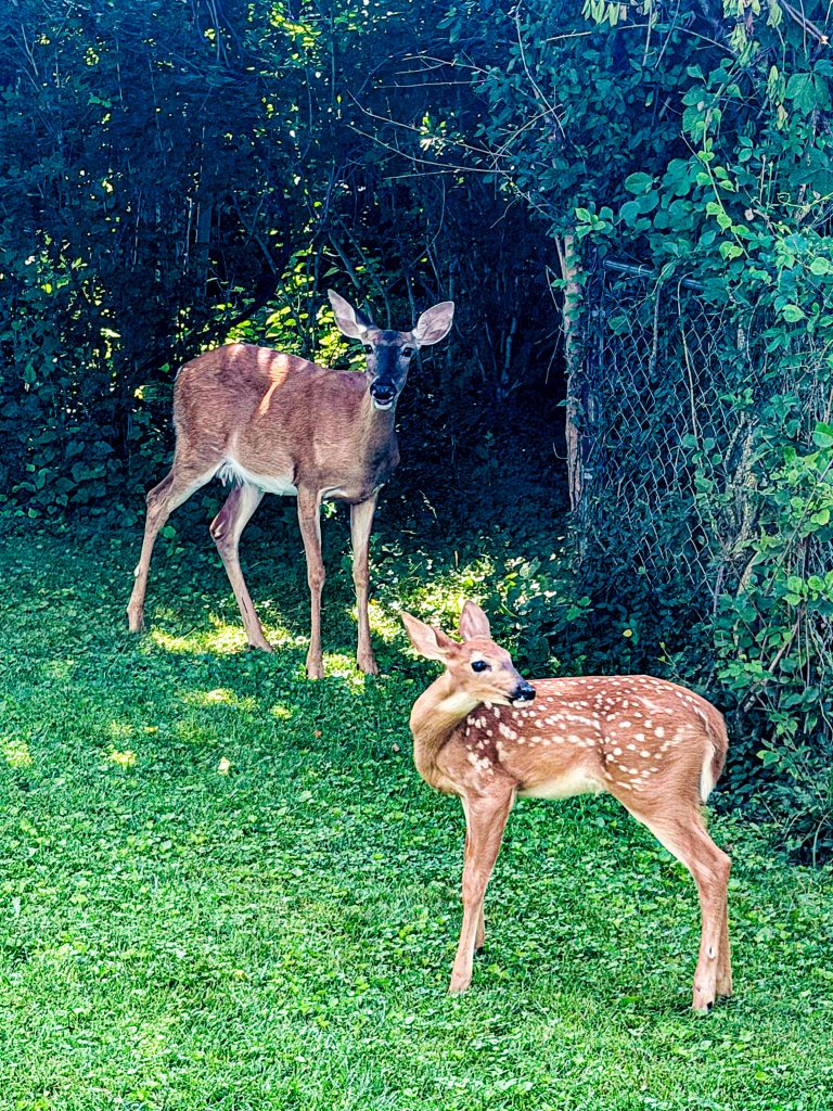 Backyard Deer, Bryan Park, Bloomington, Ind.