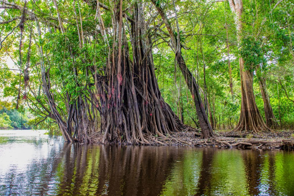 Walking Trees, Lake Tarapoto, Colombia, Upper Amazon River