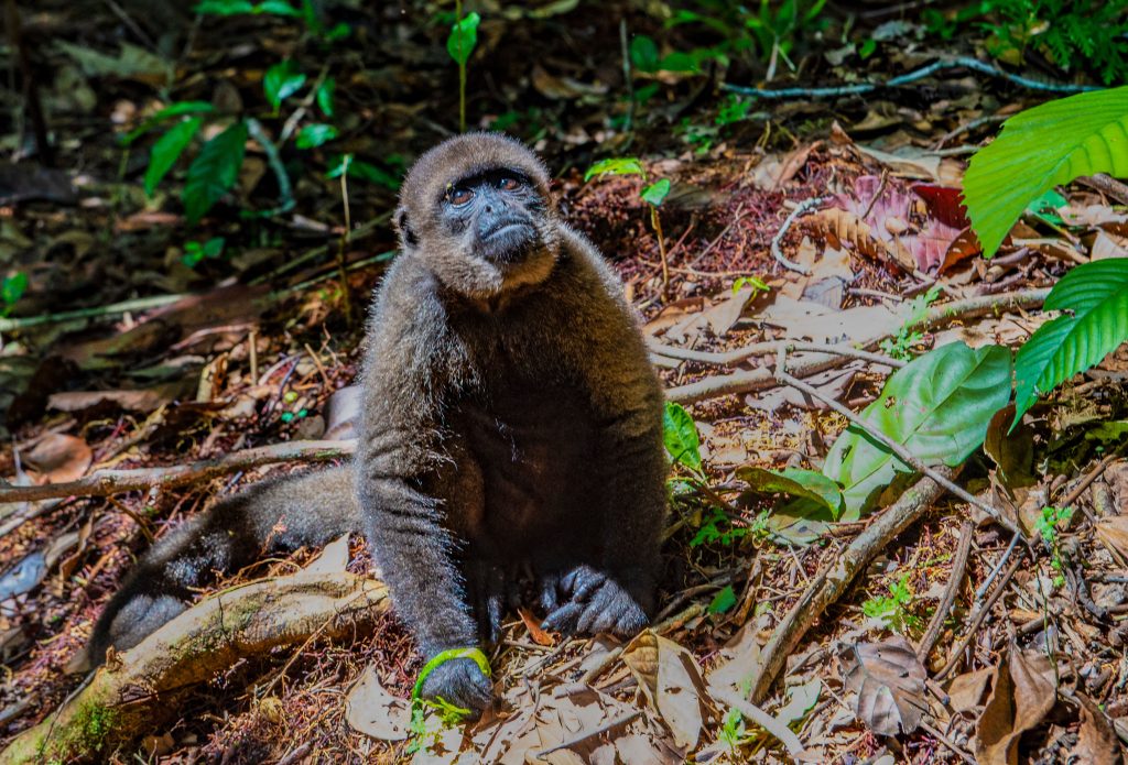 Maikuchiga Monkey Sanctuary, Mocagua, Colombia, Upper Amazon River