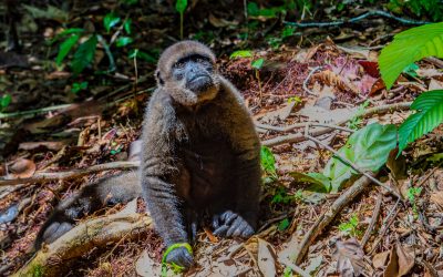 INTIMATE LANDSCAPES — Colombia’s Upper Amazon River: Leticia to Puerto Nariño and Lake Tarapoto